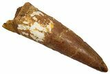 Fossil Spinosaurus Tooth - Real Dinosaur Tooth #345411-1
